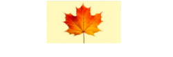 maple leaf hotel logo(2)
